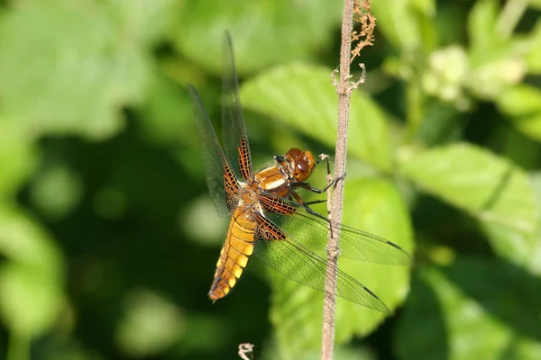 Libélula Cabeça Chata Libellula Depressa Fêmea — Fotografia de Stock