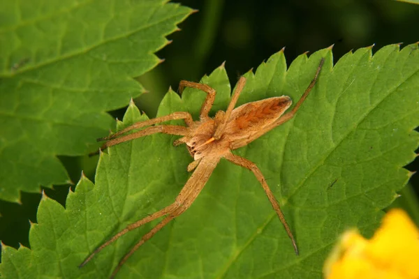 Scary Spider Insect Creature — Stock Photo, Image