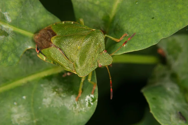 Insetto Puzzolente Palomena Prasina Una Foglia — Foto Stock