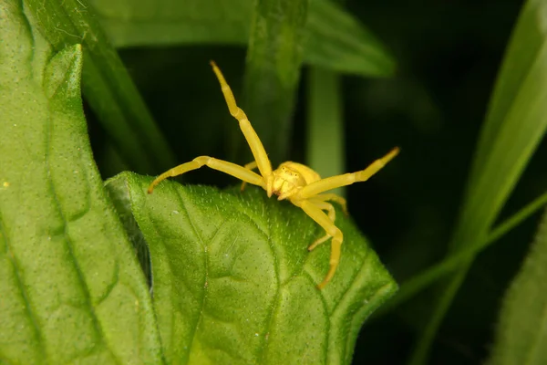 Araignée Crabe Faune Insectes — Photo