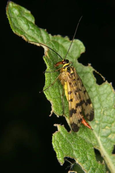 Mouche Scorpion Commune Panorpa Communis Femelle Sur Une Feuille — Photo