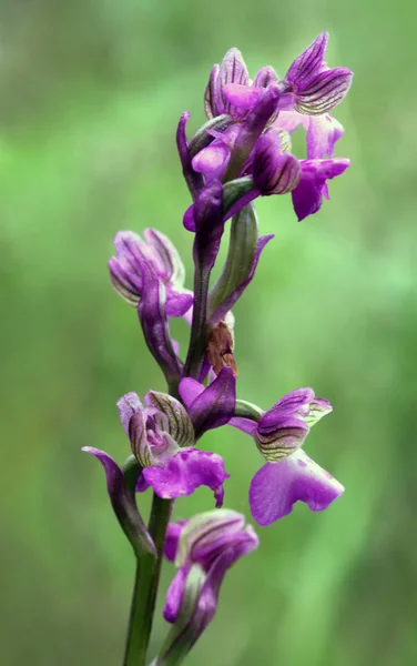 Belle Fleur Orchidée Plante Décorative — Photo