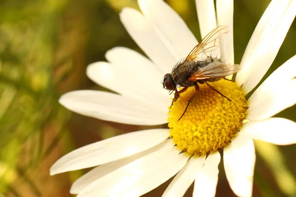 Mouche Chenille Prosena Siberita — Photo