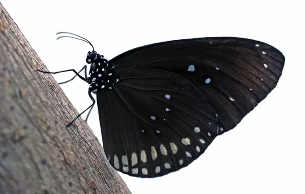 Borboleta Exótica Com Asas Inseto — Fotografia de Stock