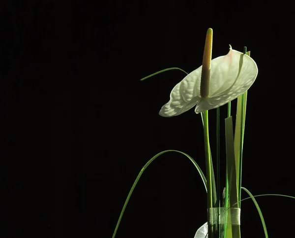 Tropikalny Kwiat Anthurium Flora — Zdjęcie stockowe