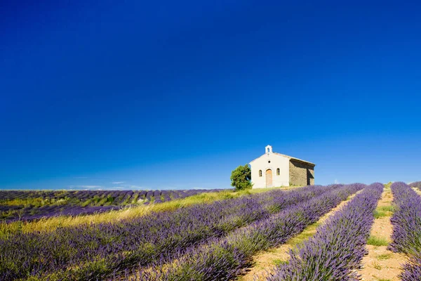 Kapel Met Lavendelveld Plateau Valensole Provence Frankrijk — Stockfoto