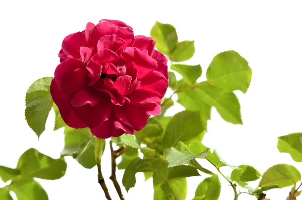 Rosa Roja Única Rosa Flor Con Hojas Aislada Sobre Fondo —  Fotos de Stock