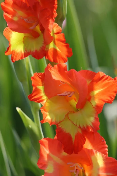 Mooi Botanisch Schot Natuurlijk Behang — Stockfoto