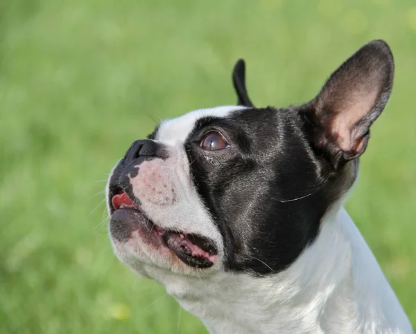 Boston Terrier Retrato Masculino — Fotografia de Stock