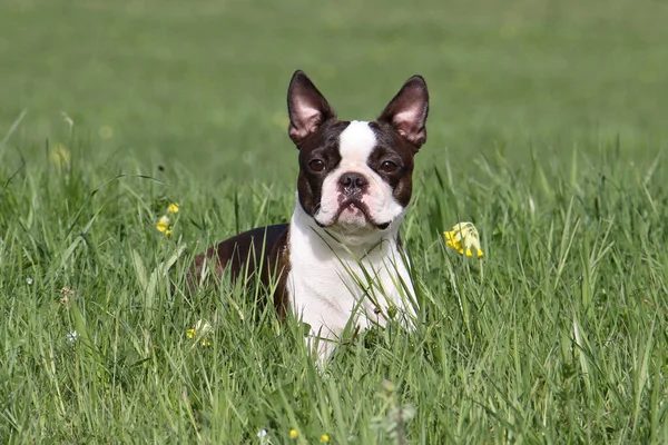 伯斯顿犬 狗的肖像 — 图库照片