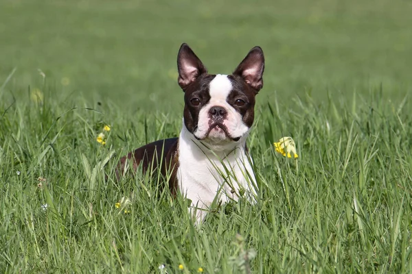 Boston Terrier Hundeporträt — Stockfoto