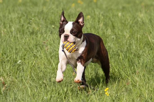 Boston Terrier Σκύλος Παίζει Μπάλα — Φωτογραφία Αρχείου