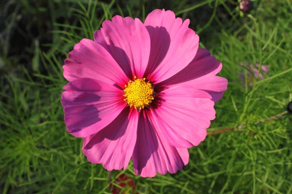 Pink Cosmos Cosmos Bipinnatus Flowerhead — Stock Photo, Image