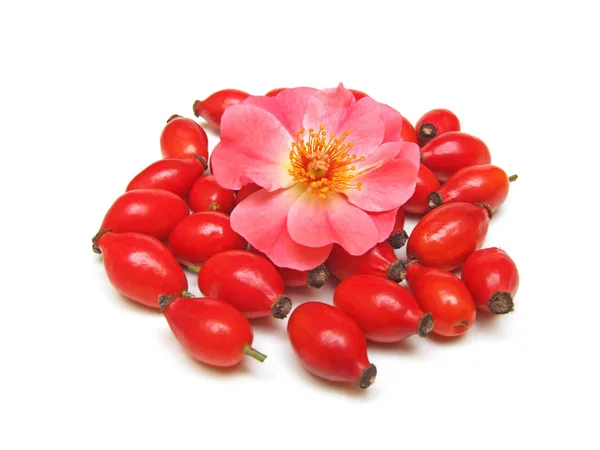 Csipkebogyó Rosa Canina — Stock Fotó