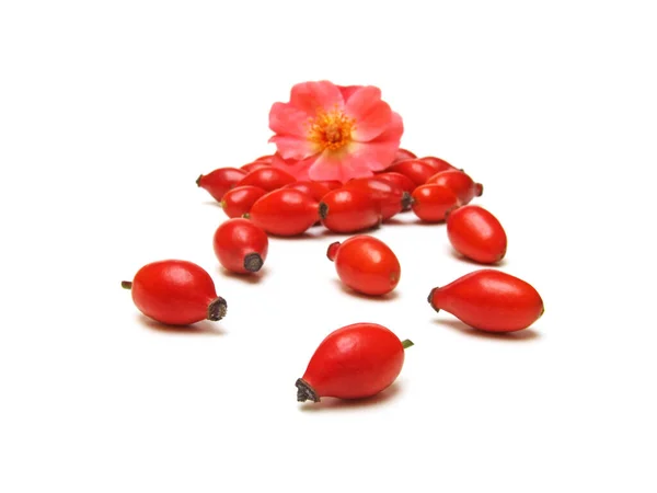 Rose Hips Rosa Canina — Stock Photo, Image