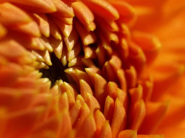 Krásný Kvetoucí Květina Příroda Koncept Pozadí — Stock fotografie