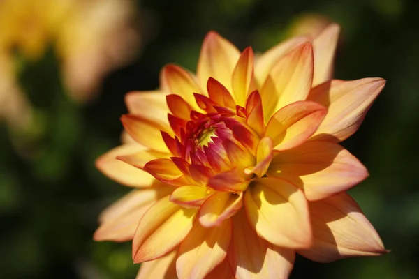 Close View Beautiful Blooming Dahlia — Stock Photo, Image