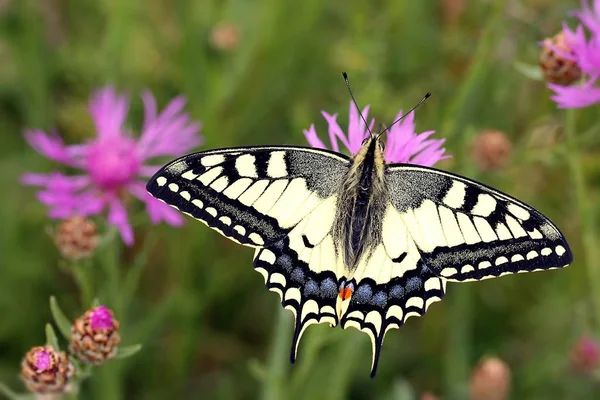 Primer Plano Error Naturaleza Salvaje — Foto de Stock