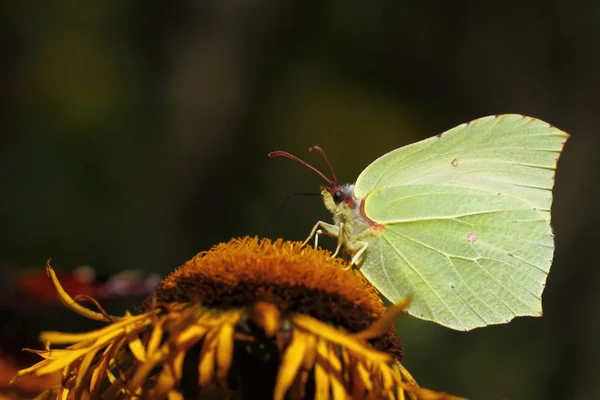 Borboletas Limão Gonepteryx Rhamni — Fotografia de Stock