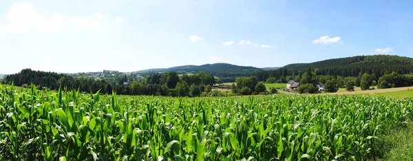 Corn Field Plants Agriculture Plantation — Stock Photo, Image