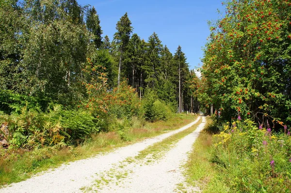 Route Forestière Idarwald Été — Photo