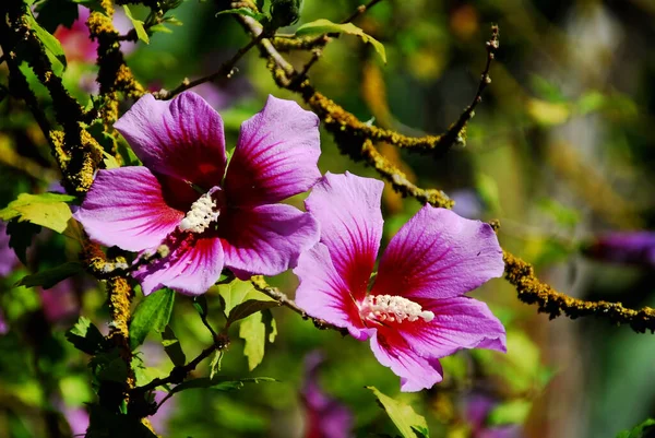 Fleurs Hibiscus Pétales Flore Nature — Photo