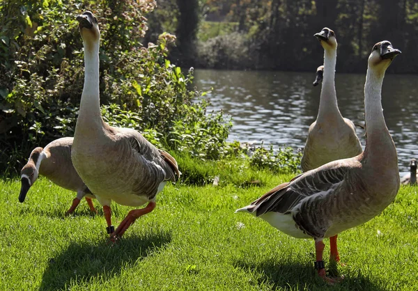 Aves Domésticas Granja — Foto de Stock