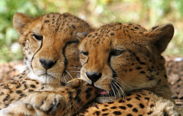 Raubkatzen Geparden Säugetiere — Stockfoto