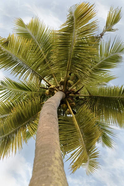 Porträt Eines Tropischen Kokosnussbaums Mit Frischen Trinkbaren Kokosnüssen Vertiakales Porträt — Stockfoto