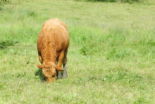 Domestic Cattle Pasture — Stock Photo, Image