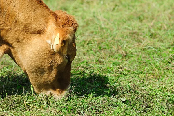 Bydło Domowe Pastwisku — Zdjęcie stockowe