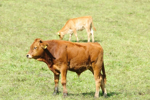 Cows Natural Landscape Selective Focus — Stock Photo, Image