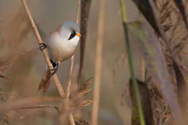 Tit Barbudo Reedling Barbudo — Fotografia de Stock