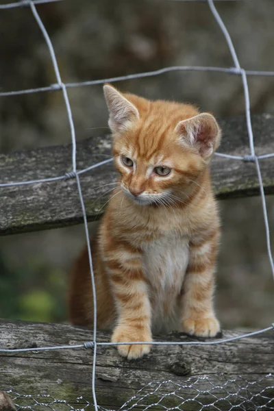 귀여운 고양이 — 스톡 사진