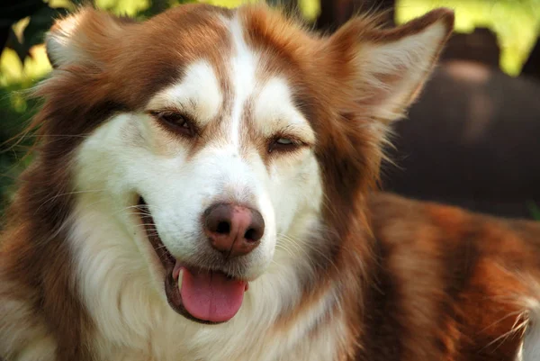 Retrato Lindo Perro — Foto de Stock