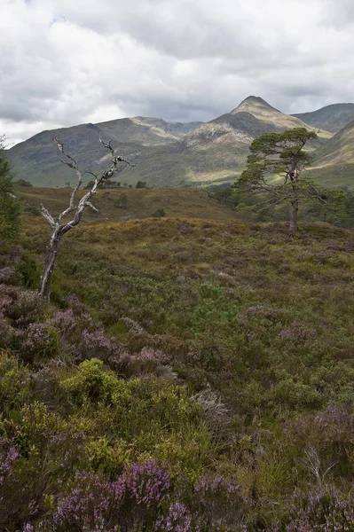 Rokle Affric Krásné Hory — Stock fotografie