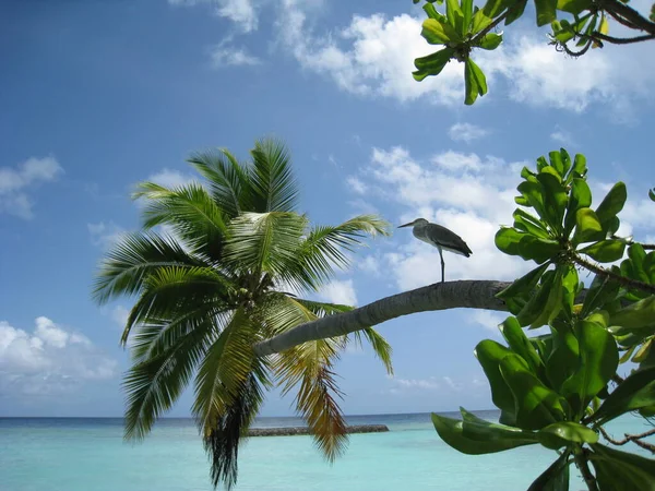 棕榈树上的苍鹭 — 图库照片