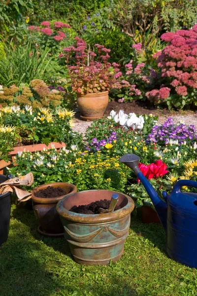 Ogród Jesiennych Kwiatów Wrześniu Sadzenie Nowych Roślin Doniczkach Pudełka — Zdjęcie stockowe