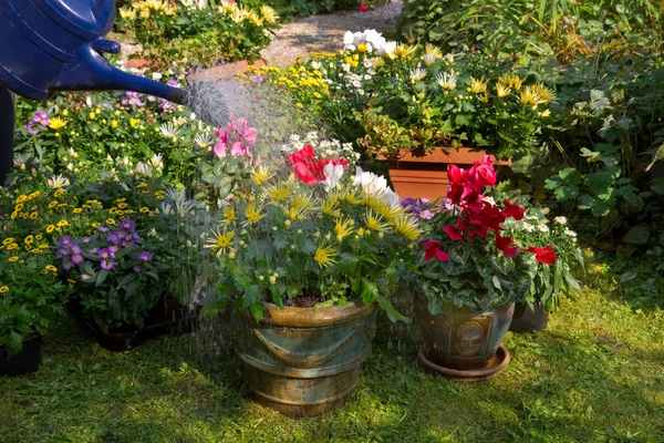 Jardín Con Flores Otoño Septiembre Riego Macetas Con Nuevas Plantas — Foto de Stock