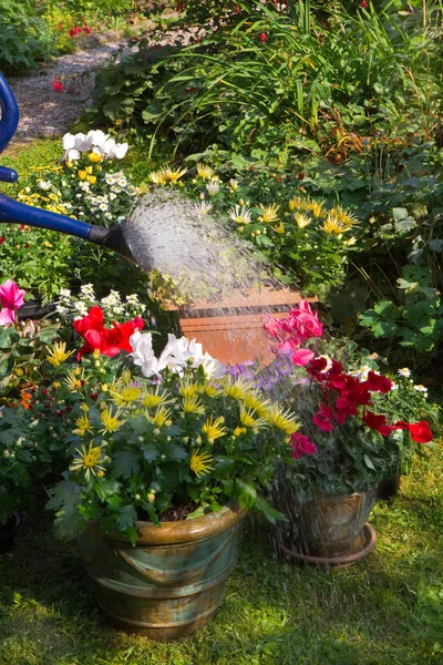 Jardim Com Flores Outono Setembro Rega Vasos Com Novas Plantas — Fotografia de Stock