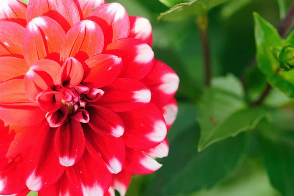 Zblízka Pohled Krásné Kvetoucí Dahlia — Stock fotografie