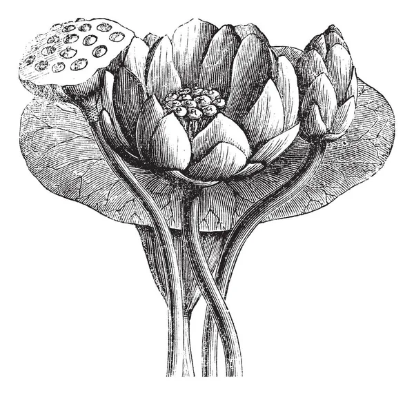 Amerikai Lotus Vagy Nelumbo Lutea Vintage Vésett Illusztráció Trousset Enciklopédia — Stock Fotó