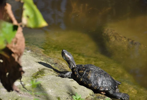 Turtles Water — Stock Photo, Image