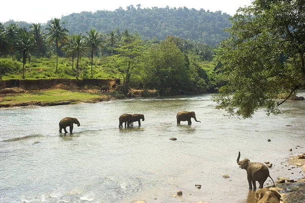 Elefantes Del Orfanato Elefantes Pinnewala Disfrutan Baño Diario Río Local —  Fotos de Stock