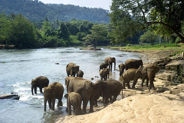 Elefanter Från Pinnewala Elefant Barnhemmet Njuta Deras Dagliga Bad Vid — Stockfoto