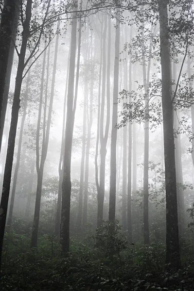 Malebný Výhled Venkovní Scénu — Stock fotografie