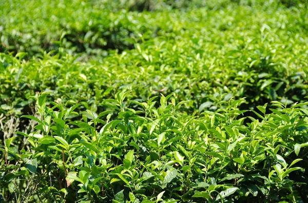 Flera Grönt Växter Plantage Japan — Stockfoto