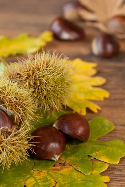 Autumn Seasonal Background Leaves Chestnuts — Stock Photo, Image