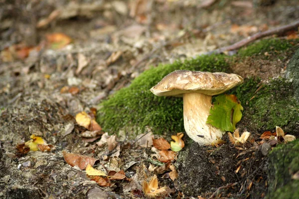 Närbild Livsmedel Selektiv Inriktning — Stockfoto