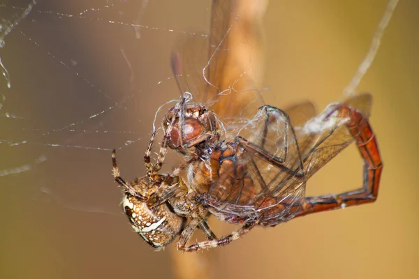 Spindel Snurrar Mörkare — Stockfoto